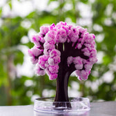 Magic Sakura - Magic Growing Cherry Tree